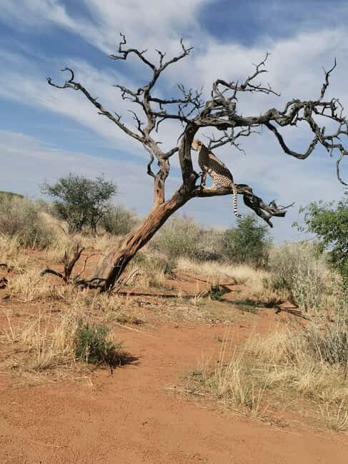Windhoek : Cheetah walk Experience - An In-Depth Look at the Windhoek Cheetah Walk Experience