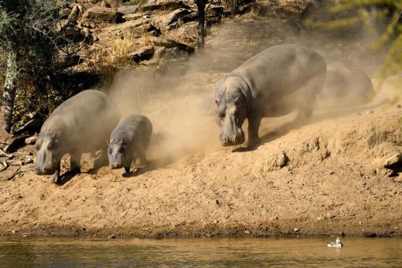 Windhoek: Dustenbrook Scenic Game Drive - Wildlife and Landscape Highlights