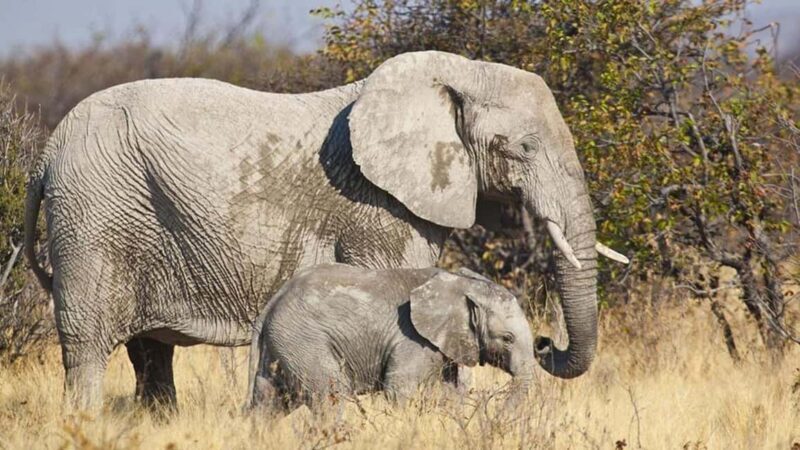 Windhoek: Elephant Tracking Tour with Hotel Pickup - Key Points