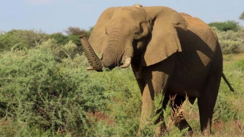 Windhoek: Elephant Tracking Tour with Hotel Pickup - What to Expect from the Elephant Tracking Tour