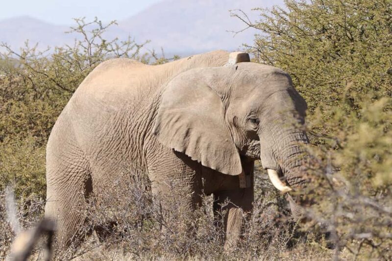Windhoek: Elephant Tracking Tour with Hotel Pickup - What’s Included and What to Bring