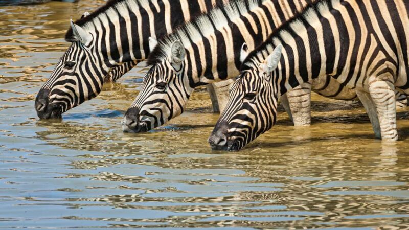Windhoek: Etosha National Park and Swakopmund Tour - Key Points