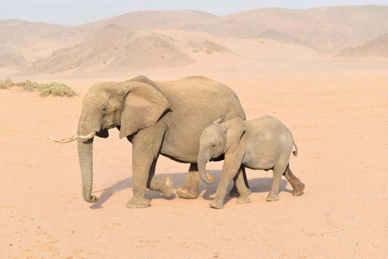 Windhoek: Etosha National Park and Swakopmund Tour - An In-Depth Look at the Tour