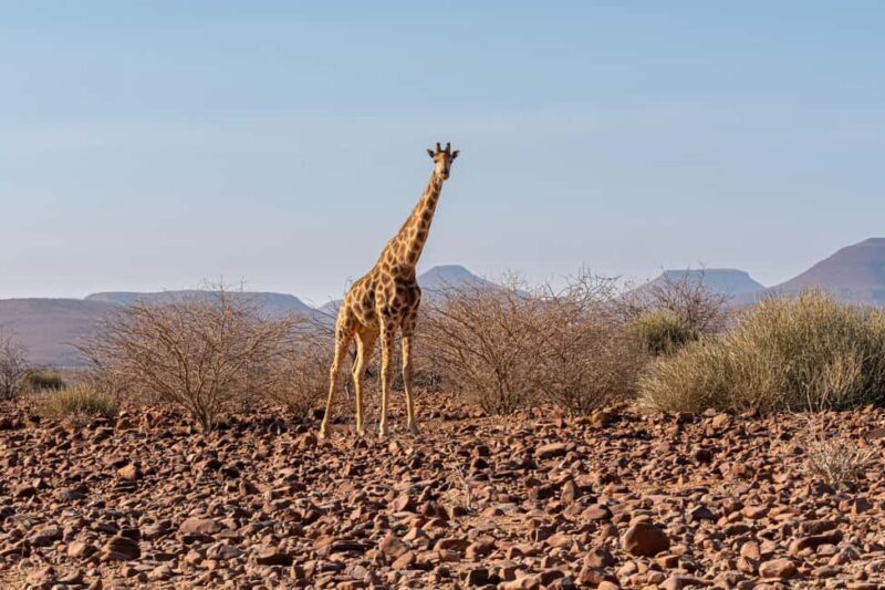 Windhoek: Etosha National Park and Swakopmund Tour - FAQs