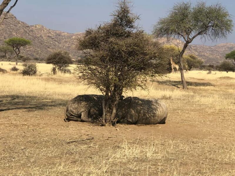 Windhoek: Okapuka Game Ranch Guided Tour - Key Points