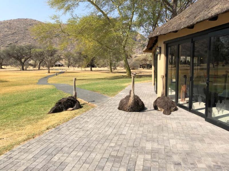 Windhoek: Okapuka Game Ranch Guided Tour - Setting the Scene: What To Expect on Your Day at Okapuka