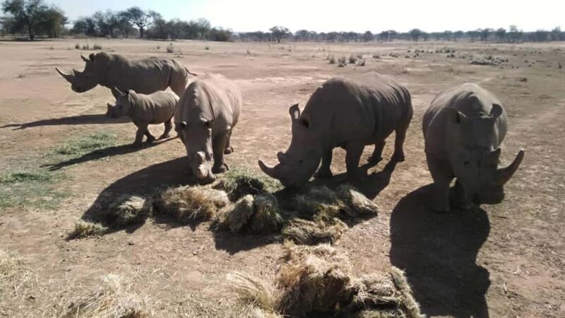 Windhoek: Rhino Tracking Tour with Hotel Pickup - Key Points