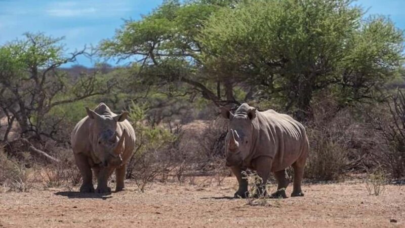 Windhoek: Rhino Tracking Tour with Hotel Pickup - Final Thoughts