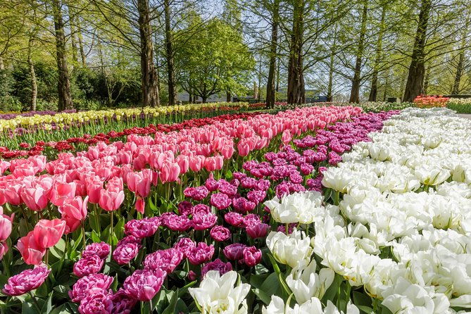 windmills-marken-volendam-plus-guided-keukenhof-visit