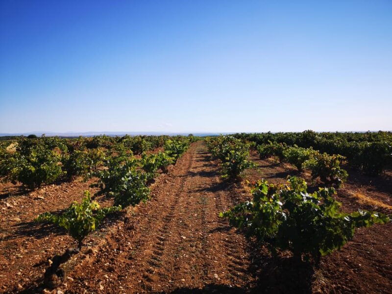 wine-and-food-pairing-tasting-las-dos-antiguas-artisan-winery-segovia