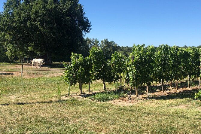 wine-degustation-visit-and-masterclass-from-verac