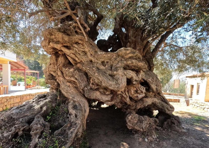 Wine, Dine & Divine: A Cretan Odyssey in Chania - Who Is This Tour Best For?