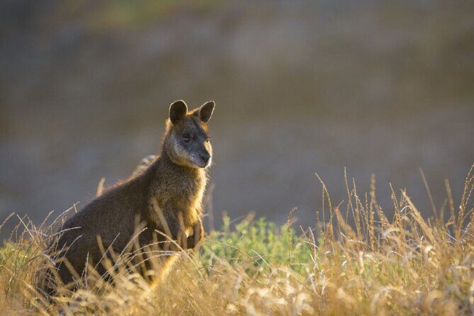 Wine, Dine & Penguins Boutique Phillip Island Tour from Melbourne - Key Points  