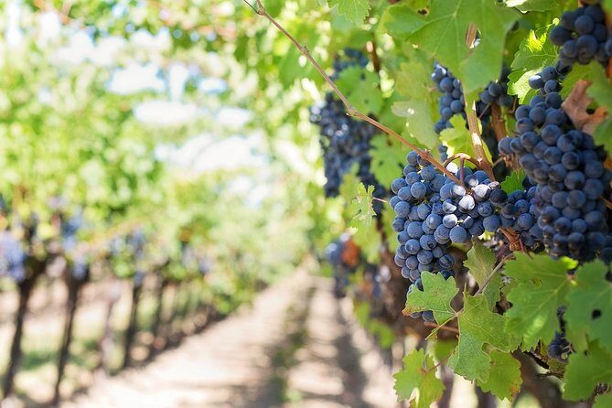 Wine experience Bologna hills - The Practical Details: What You Should Know