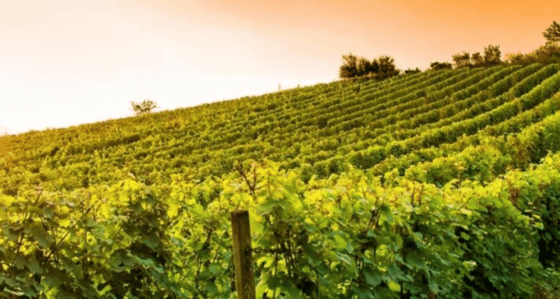 wine-experience-colli-bolognesi-afternoon-tour