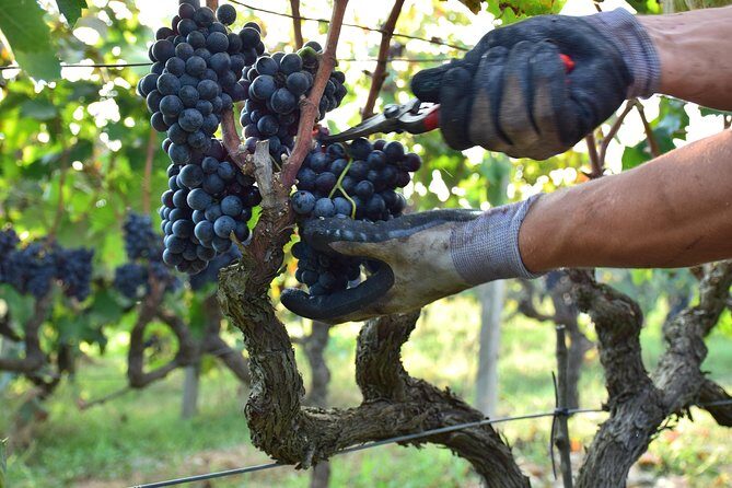 Wine Experience - Introduction