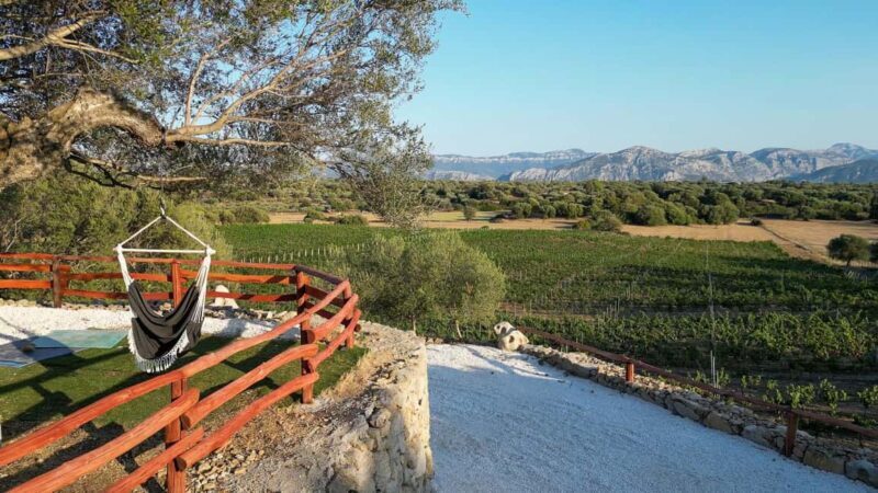 Wine experience in Dorgali in the heart of the Cannonau Classic Zone - Key Points  