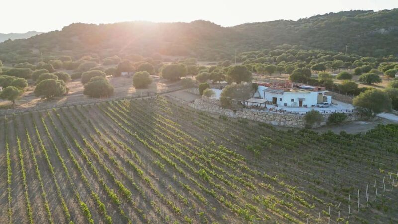 Wine experience in Dorgali in the heart of the Cannonau Classic Zone - Who Will Love This Experience?  
