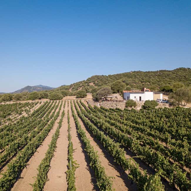 Wine experience in Dorgali in the heart of the Cannonau Classic Zone - Final Thoughts  