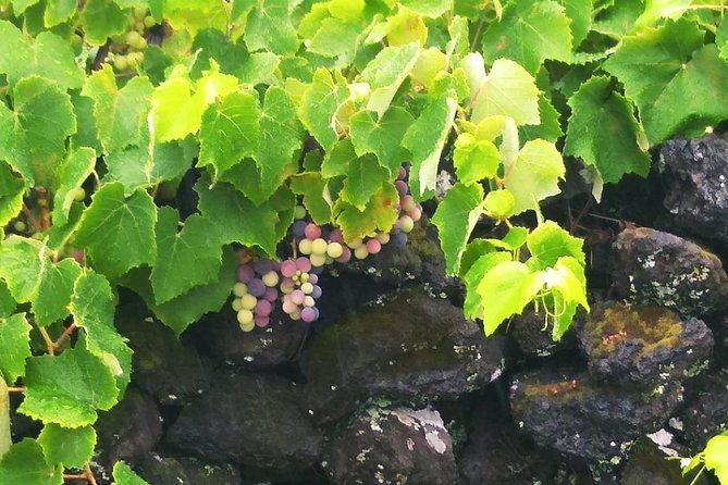 wine-food-tour