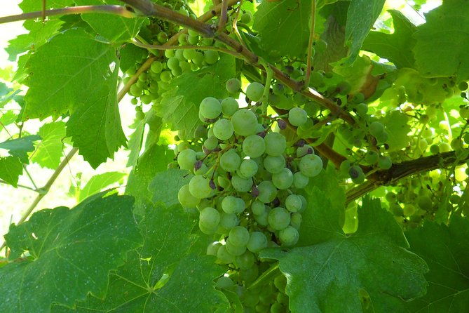 wine-is-bottled-poetry-thats-why-i-love-prosecco-private-tour