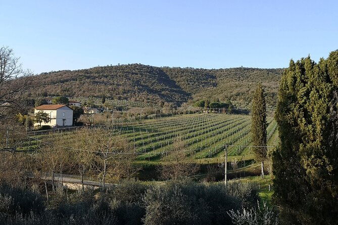 wine-oil-tasting-experience