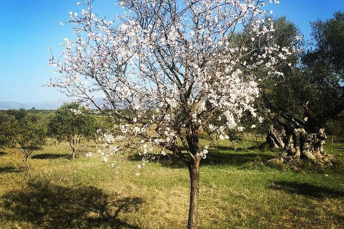 wine-olive-oil-tasting-in-an-organic-farm-in-laconia-greece