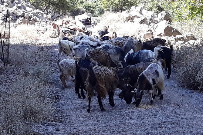 wine-olive-oil-tour-with-lunch-at-milia-mountain-retreat