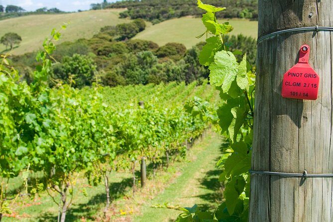 WINE ON WAIHEKE , Scenic and PEMIUM Wine tasting MAX 11 clients - FAQs