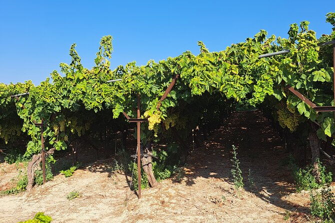wine-raki-olive-oil-tasting-and-pottery-small-group