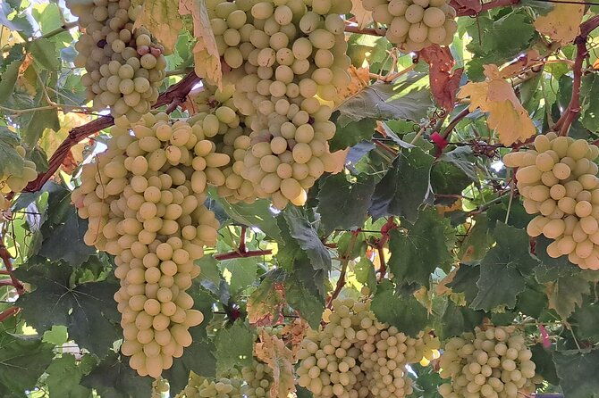wine-raki-olive-oil-tasting-and-pottery-small-group