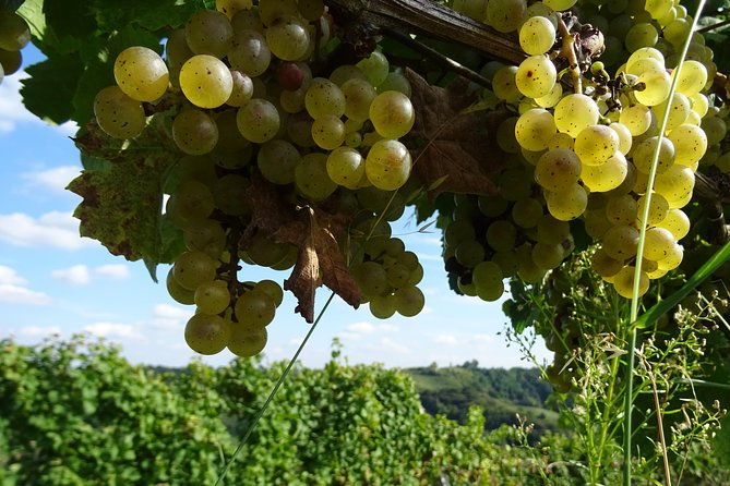 wine-routes-of-jeruzalem-slovenia-small-group-tour-from-ljubljana-or-maribor