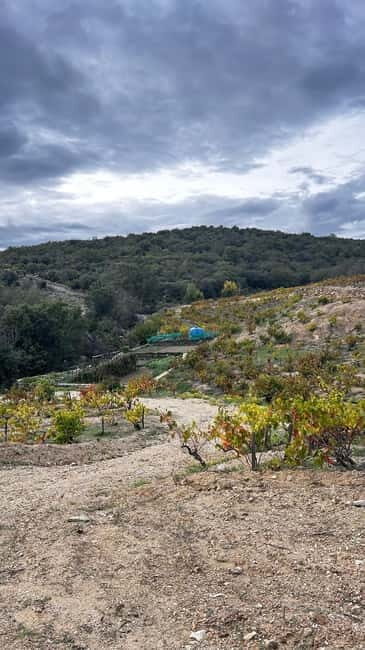 Wine safari - What to Expect from the Wine Safari