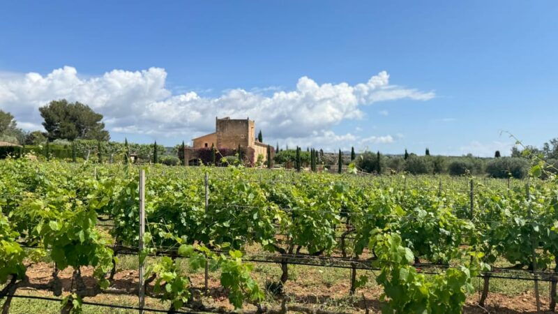 wine-sunday-in-mallorca