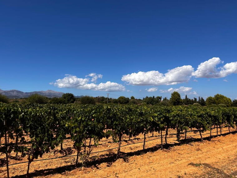 wine-sunday-in-mallorca