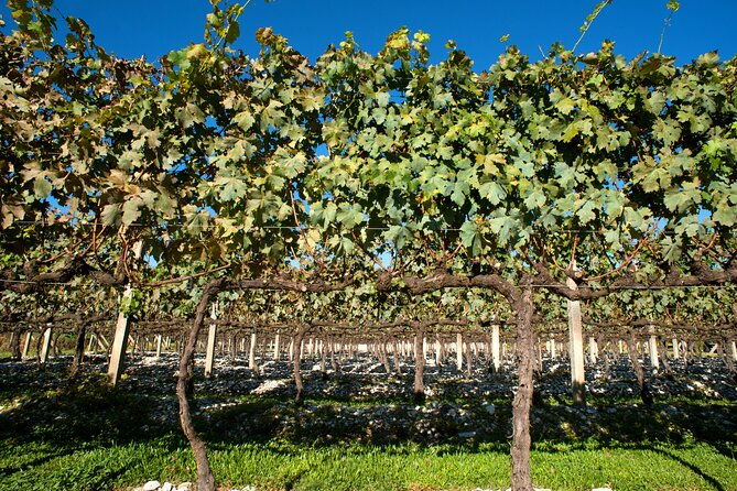 wine-taste-tour-with-maria-fumaca-train-ride