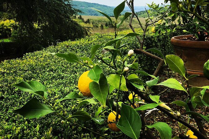 wine-tasting-activity-at-chianti-rufina