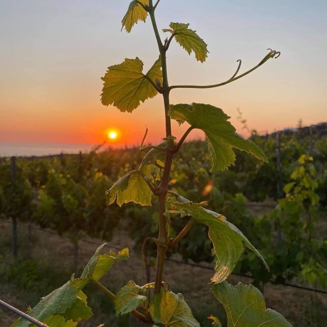 Wine Tasting & Ancient Olive Tree 3 Hours Tour  Private - A Closer Look at the Wine Tasting & Ancient Olive Tree Tour in Crete