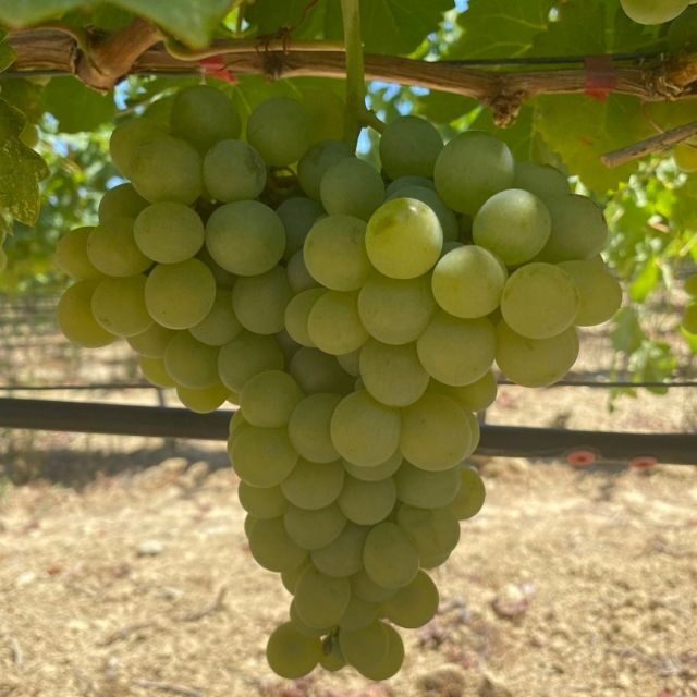 Wine Tasting & Ancient Olive Tree 3 Hours Tour  Private - Final Thoughts: Is It Worth It?