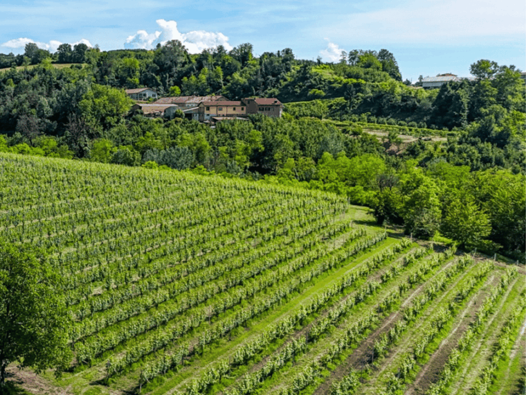 wine-tasting-and-food-pairings-in-langhe-and-near-alba