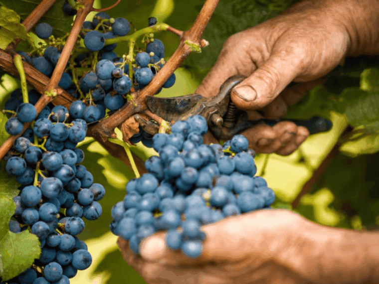 wine-tasting-and-food-pairings-in-langhe-and-near-alba