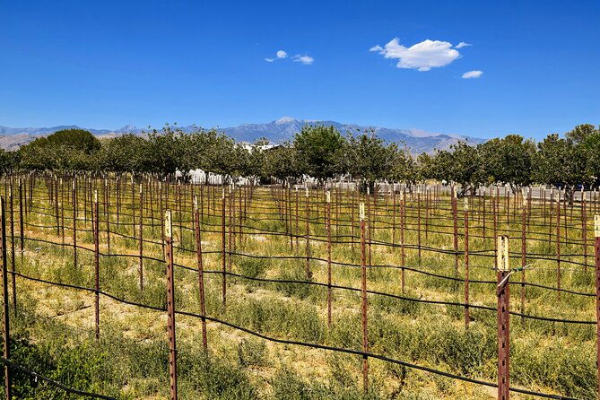 wine-tasting-and-snacks-from-las-vegas