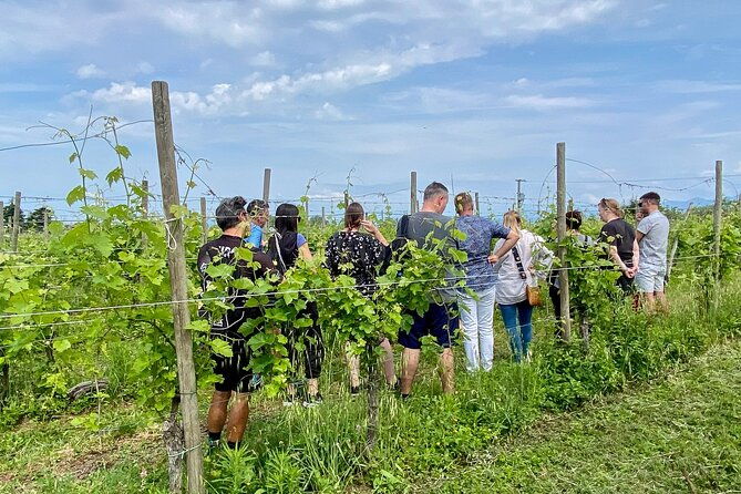 wine-tasting-and-tour-of-lugana-wines-in-sirmione