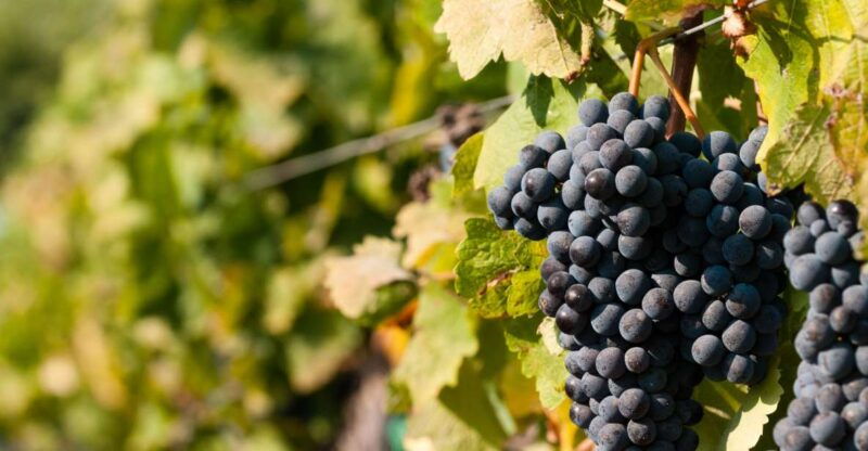 wine-tasting-and-typical-tastings-in-the-val-di-noto