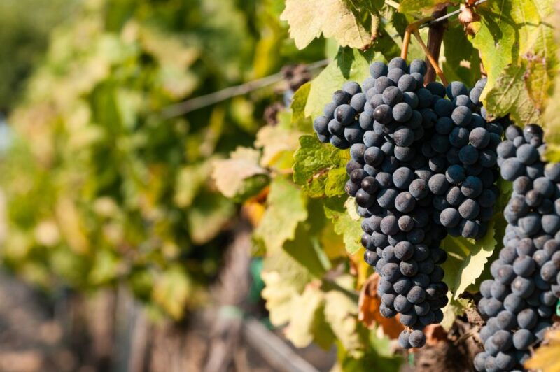 wine-tasting-and-typical-tastings-in-the-val-di-noto