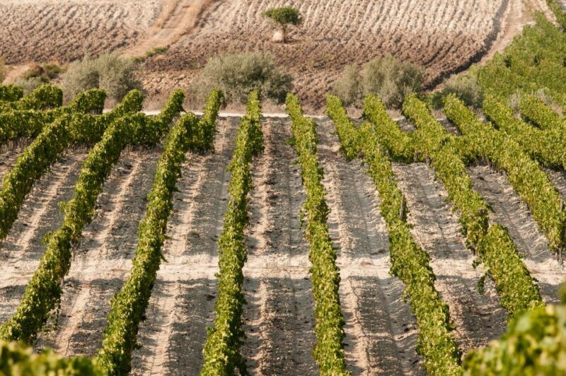 wine-tasting-and-typical-tastings-in-the-val-di-noto