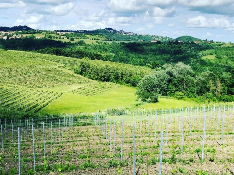 wine-tasting-and-winery-visit-near-asti-and-turin