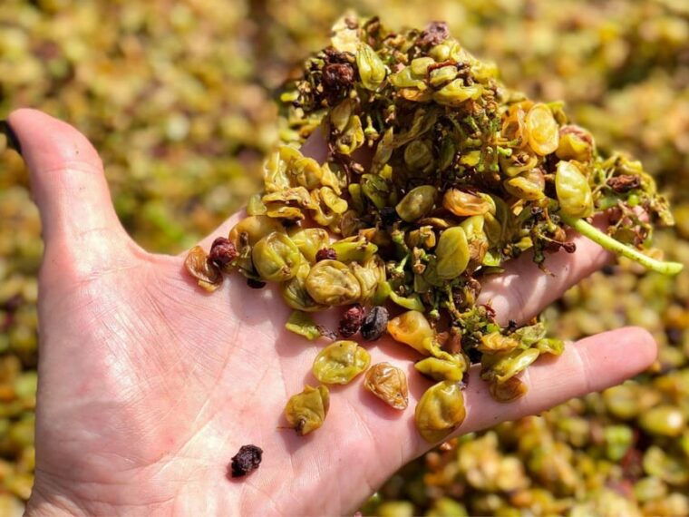 wine-tasting-and-winery-visit-near-asti-and-turin