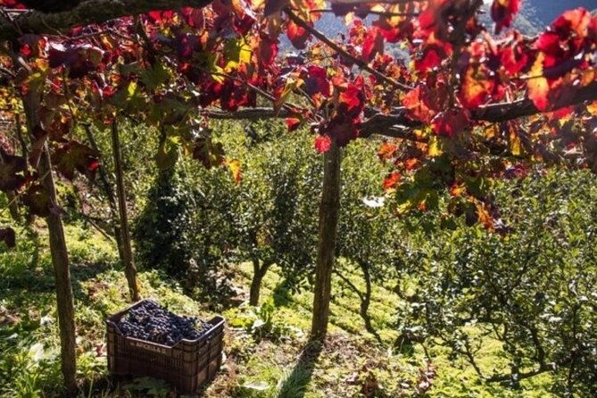 wine-tasting-at-the-apicella-winery