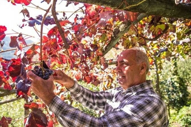 wine-tasting-at-the-apicella-winery